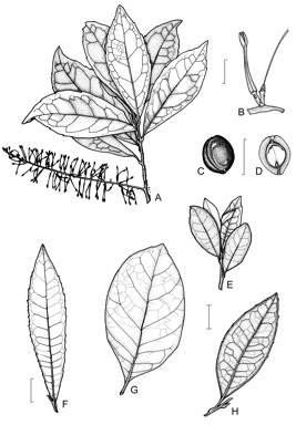 APII jpeg image of Helicia glabriflora,<br/>Helicia recurva,<br/>Helicia australasica,<br/>Helicia lamingtoniana,<br/>Helicia ferruginea  © contact APII