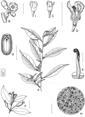 APII jpeg image of Elaeagnus triflora var. triflora  © contact APII