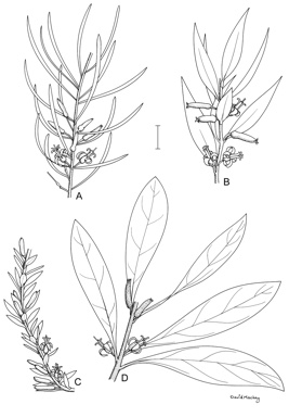 APII jpeg image of Persoonia acuminata,<br/>Persoonia stradbrokensis,<br/>Persoonia virgata,<br/>Persoonia myrtilloides subsp. myrtilloides  © contact APII