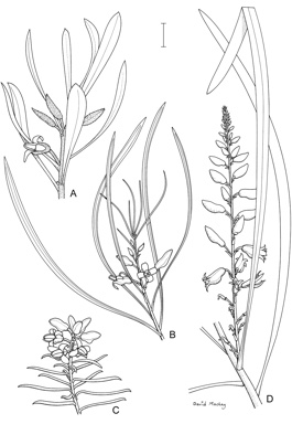 APII jpeg image of Persoonia falcata,<br/>Persoonia hakeiformis,<br/>Persoonia brachystylis,<br/>Persoonia saundersiana  © contact APII