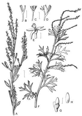 APII jpeg image of Symphionema montanum,<br/>Symphionema paludosum  © contact APII