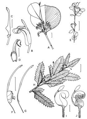 APII jpeg image of Grevillea latifolia,<br/>Grevillea singuliflora,<br/>Grevillea adenotricha  © contact APII