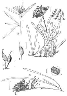 APII jpeg image of Grevillea reptans,<br/>Grevillea virgata,<br/>Grevillea leiophylla  © contact APII
