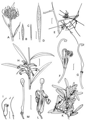 APII jpeg image of Grevillea linsmithii,<br/>Grevillea hockingsii,<br/>Grevillea australis,<br/>Grevillea inconspicua  © contact APII