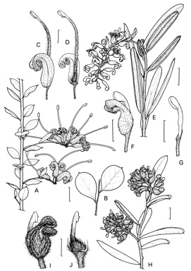 APII jpeg image of Grevillea mucronulata,<br/>Grevillea floribunda subsp. floribunda,<br/>Grevillea aspera  © contact APII