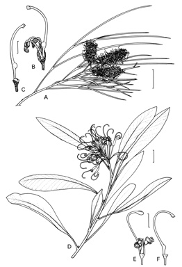 APII jpeg image of Grevillea helmsiae,<br/>Grevillea berryana  © contact APII