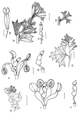 APII jpeg image of Grevillea manglesii subsp. manglesii,<br/>Grevillea vestita subsp. vestita,<br/>Grevillea amplexans subsp. amplexans,<br/>Grevillea vestita subsp. isopogoides  © contact APII