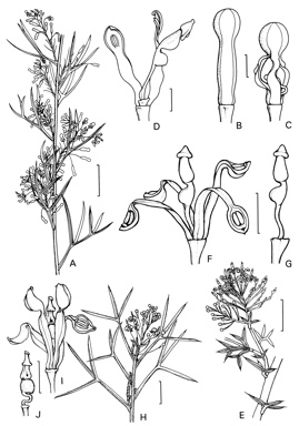 APII jpeg image of Grevillea roycei,<br/>Grevillea curviloba subsp. incurva,<br/>Grevillea paniculata  © contact APII
