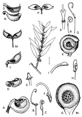 APII jpeg image of Hakea epiglottis,<br/>Hakea incrassata,<br/>Hakea microcarpa,<br/>Hakea platysperma,<br/>Hakea collina,<br/>Hakea rugosa,<br/>Hakea linearis,<br/>Hakea cyclocarpa,<br/>Hakea clavata,<br/>Hakea standleyensis  © contact APII