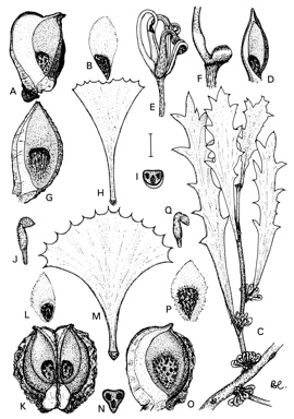 APII jpeg image of Hakea ceratophylla,<br/>Hakea brownii,<br/>Hakea flabellifolia,<br/>Hakea hookeriana,<br/>Hakea baxteri  © contact APII