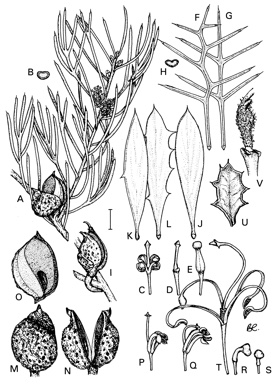 APII jpeg image of Hakea nitida,<br/>Hakea horrida,<br/>Hakea florida,<br/>Hakea ilicifolia,<br/>Hakea drupacea  © contact APII