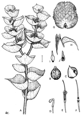APII jpeg image of Hakea smilacifolia,<br/>Hakea victoria,<br/>Hakea cucullata  © contact APII