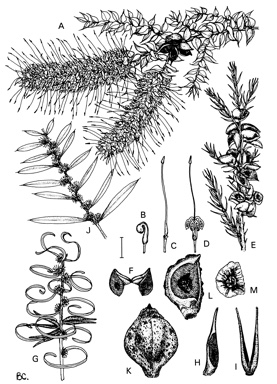 APII jpeg image of Hakea stenocarpa,<br/>Hakea myrtoides,<br/>Hakea costata,<br/>Hakea cygna subsp. cygna,<br/>Hakea marginata  © contact APII