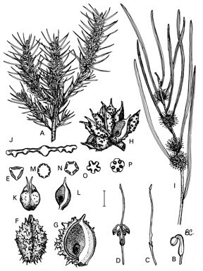 APII jpeg image of Hakea scoparia subsp. scoparia,<br/>Hakea invaginata,<br/>Hakea pycnoneura,<br/>Hakea meisneriana,<br/>Hakea sulcata,<br/>Hakea lehmanniana  © contact APII