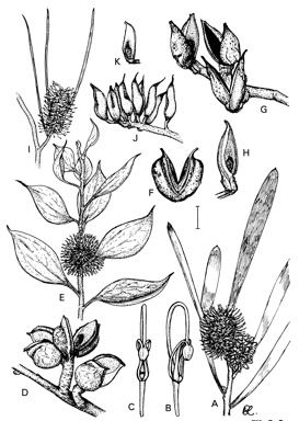 APII jpeg image of Hakea petiolaris,<br/>Hakea multilineata,<br/>Hakea maconochieana,<br/>Hakea grammatophylla  © contact APII