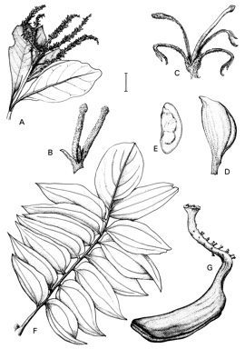 APII jpeg image of Austromuellera trinervia,<br/>Musgravea stenostachya  © contact APII