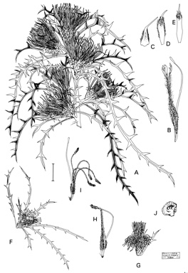 APII jpeg image of Dryandra hewardiana,<br/>Dryandra stricta  © contact APII