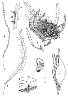 APII jpeg image of Dryandra mucronulata subsp. mucronulata,<br/>Dryandra foliosissima,<br/>Dryandra stuposa,<br/>Dryandra porrecta  © contact APII