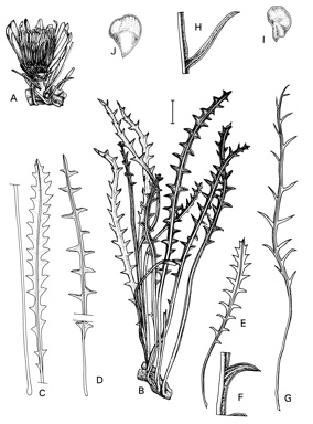 APII jpeg image of Dryandra ferruginea subsp. pumila,<br/>Dryandra ferruginea subsp. tutanningensis,<br/>Dryandra ferruginea subsp. chelomacarpa,<br/>Dryandra comosa,<br/>Dryandra ferruginea subsp. obliquiloba,<br/>Dryandra ferruginea subsp. flavescens  © contact APII