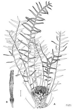 APII jpeg image of Dryandra nervosa  © contact APII