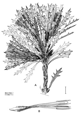 APII jpeg image of Dryandra cynaroides  © contact APII