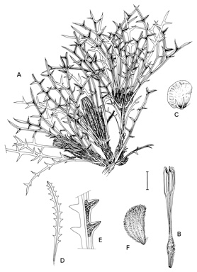 APII jpeg image of Dryandra erythrocephala var. erythrocephala,<br/>Dryandra vestita,<br/>Dryandra speciosa subsp. speciosa  © contact APII