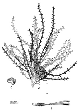 APII jpeg image of Dryandra horrida  © contact APII