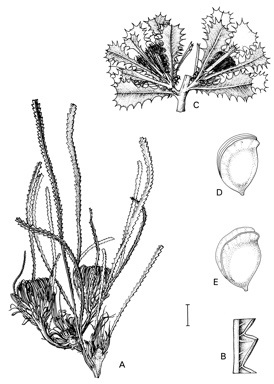 APII jpeg image of Dryandra glauca,<br/>Dryandra nivea subsp. nivea,<br/>Dryandra bipinnatifida subsp. bipinnatifida  © contact APII