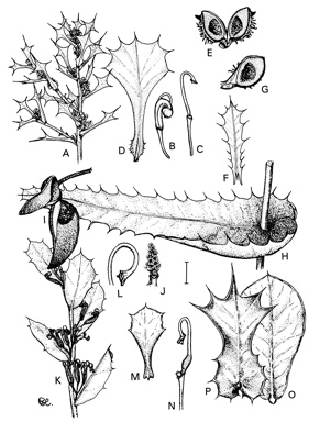 APII jpeg image of Hakea denticulata,<br/>Hakea amplexicaulis,<br/>Hakea prostrata,<br/>Hakea spathulata,<br/>Hakea auriculata,<br/>Hakea pritzelii  © contact APII