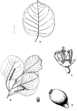 APII jpeg image of Terminalia latipes subsp. psilocarpa,<br/>Terminalia latipes subsp. latipes  © contact APII