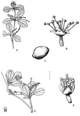 APII jpeg image of Terminalia porphyrocarpa,<br/>Terminalia supranitifolia  © contact APII