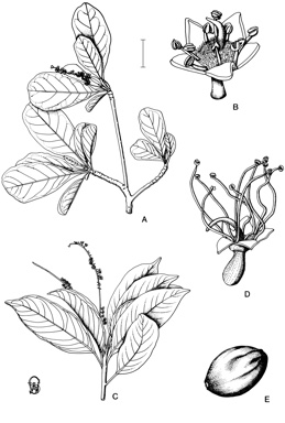 APII jpeg image of Terminalia melanocarpa,<br/>Terminalia complanata  © contact APII