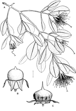 APII jpeg image of Sonneratia lanceolata,<br/>Sonneratia alba  © contact APII