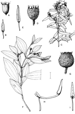 APII jpeg image of Osbeckia chinensis var. chinensis,<br/>Osbeckia australiana,<br/>Melastoma affine  © contact APII