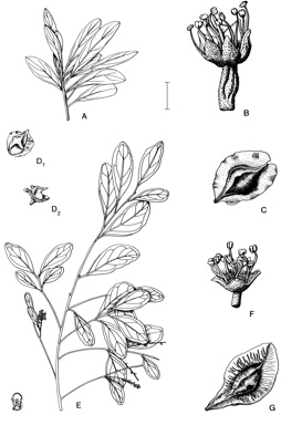 APII jpeg image of Terminalia canescens,<br/>Terminalia pterocarya  © contact APII