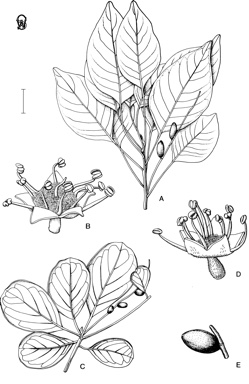 APII jpeg image of Terminalia petiolaris,<br/>Terminalia subacroptera  © contact APII