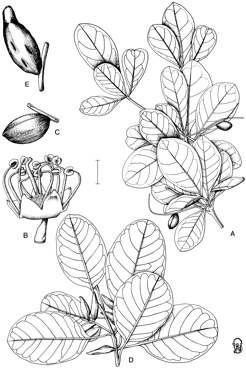 APII jpeg image of Terminalia muelleri,<br/>Terminalia hadleyana subsp. hadleyana  © contact APII