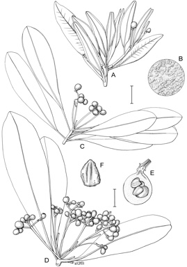 APII jpeg image of Bubbia semecarpoides,<br/>Bubbia whiteana,<br/>Bubbia queenslandiana subsp. australis  © contact APII