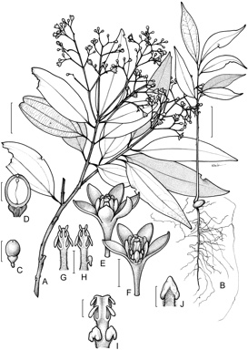 APII jpeg image of Cinnamomum laubatii  © contact APII