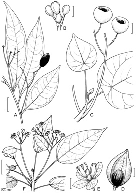 APII jpeg image of Hernandia nymphaeifolia,<br/>Hernandia bivalvis,<br/>Hernandia albiflora  © contact APII