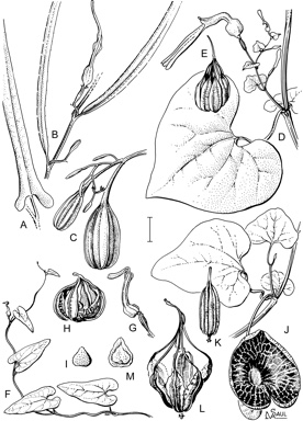 APII jpeg image of Aristolochia acuminata,<br/>Aristolochia chalmersii,<br/>Aristolochia meridionalis subsp. meridionalis,<br/>Aristolochia elegans,<br/>Aristolochia thozetii,<br/>Aristolochia holtzei  © contact APII