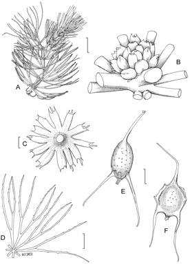 APII jpeg image of Ceratophyllum muricatum subsp. muricatum,<br/>Ceratophyllum demersum  © contact APII