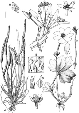 APII jpeg image of Psychrophila introloba,<br/>Psychrophila phylloptera,<br/>Anemone crassifolia,<br/>Myosurus australis  © contact APII