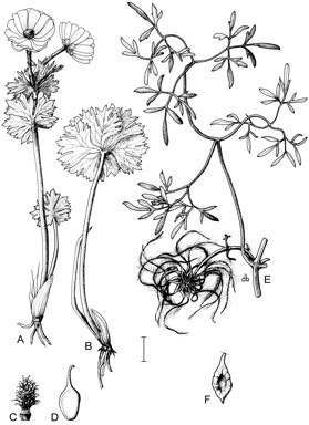 APII jpeg image of Clematis leptophylla,<br/>Ranunculus anemoneus  © contact APII