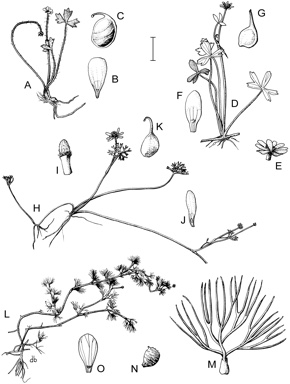APII jpeg image of Batrachium trichophyllum,<br/>Ranunculus collinus,<br/>Ranunculus inundatus,<br/>Ranunculus amphitrichus  © contact APII
