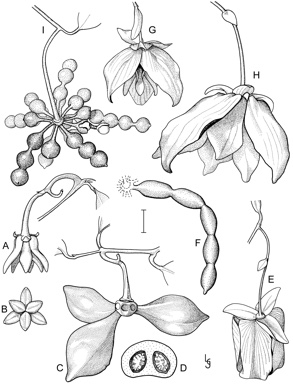 APII jpeg image of Artabotrys carnosipetalus,<br/>Desmos wardianus,<br/>Desmos goezeanus,<br/>Desmos polycarpus  © contact APII