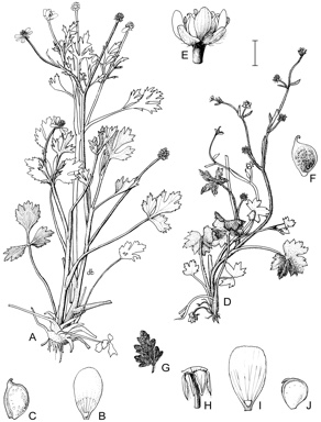 APII jpeg image of Ranunculus sardous,<br/>Ranunculus trilobus,<br/>Ranunculus parviflorus  © contact APII