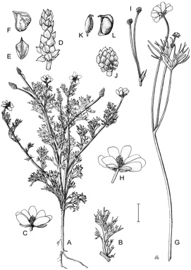 APII jpeg image of Ranunculus meristus,<br/>Adonis microcarpa  © contact APII