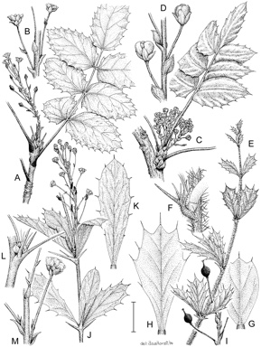 APII jpeg image of Mahonia pinnata,<br/>Berberis floribunda,<br/>Mahonia aquifolium,<br/>Berberis darwinii  © contact APII