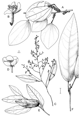 APII jpeg image of Parapachygone longifolia,<br/>Hypserpa laurina,<br/>Pachygone ovata  © contact APII